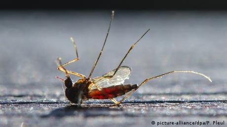 Eine tote Mücke liegt auf dem Boden (picture-alliance/dpa/P. Pleul)