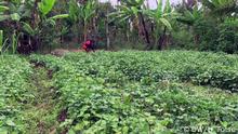 Kamerun: Gericht Bamoun, Njapshe
DW, Henri Fotso
Ort : Douala/Cameroun
Datum : Juli 2020
Suchbegriffe: Bamoun/ Njapshe/ couscous/serie cuisine/ Légumes