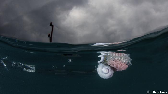A sea snail 