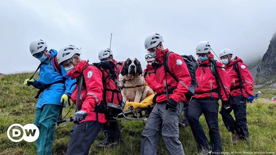 Rescuers save Saint Bernard dog from England peak – DW – 07/27/2020