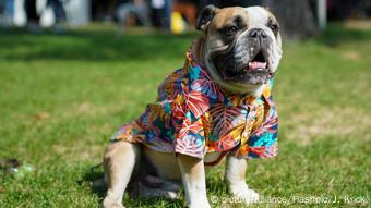 German Petfluencer Award 2019