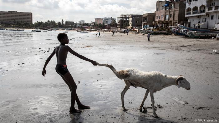  A boy in Senegal pulling the legs of a sheep 