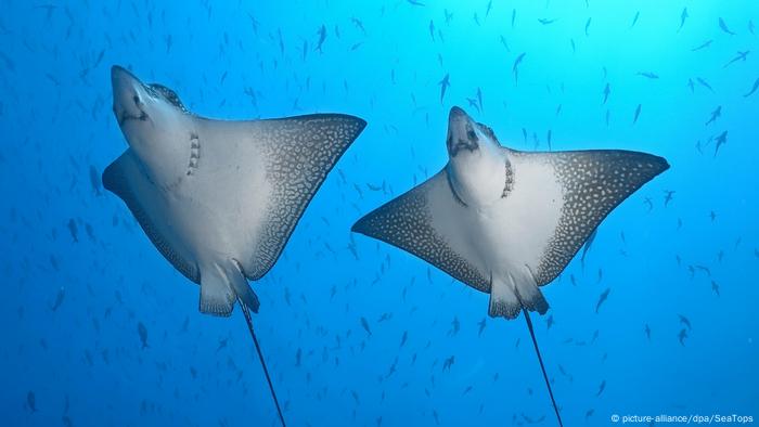 Chinese Fishing Near Galapagos Islands Raises Fears For Wildlife Asia An In Depth Look At News From Across The Continent Dw 06 08 2020