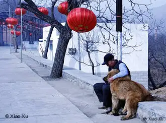 北京街头老人与狗