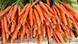 GestapelteKarottenbünde (Quelle: Bilderbox) GestapelteKarottenbünde (Quelle: Bilderbox)