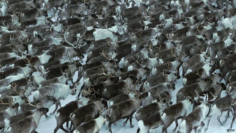 Reindeer and their people face climate change