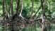 Mangrove roots Mangrove roots