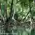 Mangrove roots