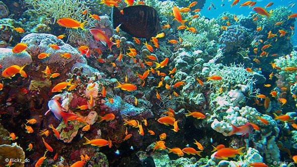 jamaican coral reefs