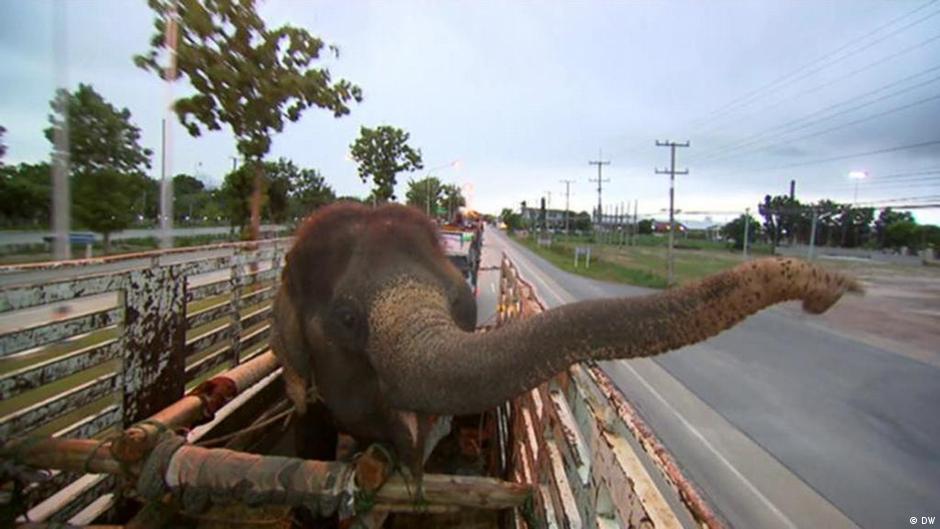 Life after the tourist trade for Thailand′s elephants | Global Ideas | DW - Vimarsana News