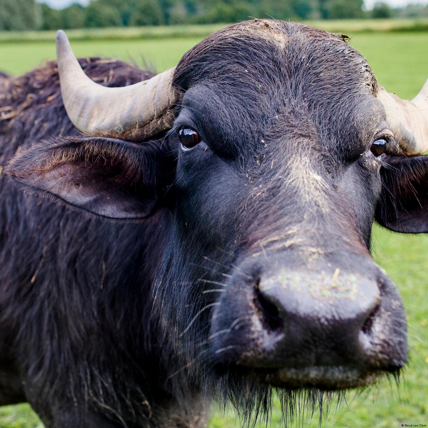 Living Planet: Megafauna
