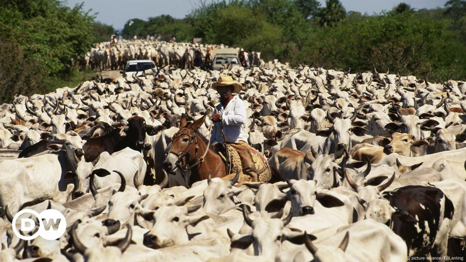 Demanda global por carne impulsiona desmatamento no Brasil, diz relatório