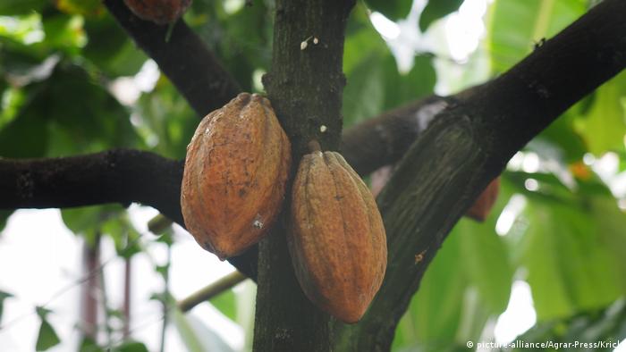 Cacao El Precio Necesario Para Una Vida Digna Aprender Alem n Con DW