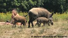 Germany confirms African swine fever case in Brandenburg