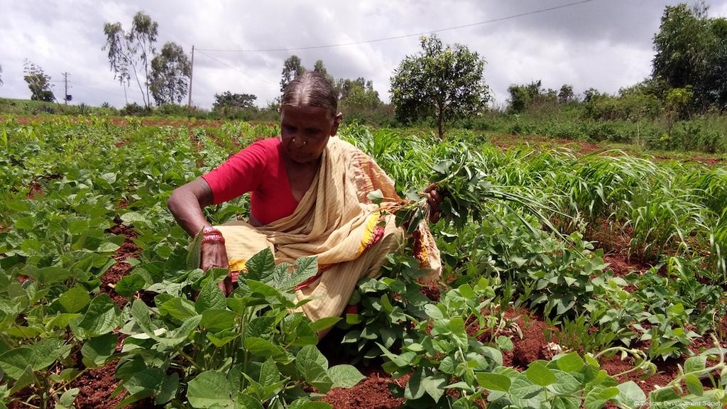 Tangkal Pandemi Suku Asli India Cari Pengobatan Di Hutan Dunia Informasi Terkini Dari Berbagai Penjuru Dunia Dw 08 12 2020