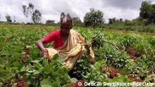 Moligeri Chandramma, a member of the Deccan Development Society for more than three decades, harvests uncultivated greens in her organic, biodiverse farm in Bidakanne village in Telangana state. (photo credit: Deccan Development Society) Ort: Indien, 2019 