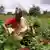 Eine Bäuerin in Indien erntet Grünpflanzen auf einem Feld