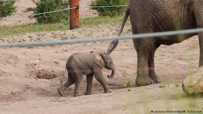 Elephant Baby Born In German Zoo Takes First Steps Germany News And In Depth Reporting From Berlin And Beyond Dw 12 08