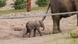 Elephant baby in Erfurt zoo Elephant baby in Erfurt zoo