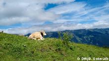 Titel: Kuh auf der Alm
Beschreibung: Eine Kuh liegt auf einer Alm in der Schweiz. Im Hintergrund Berge
Aufnahmeort und Datum: Grindelwald, Schweiz, Juli 2020