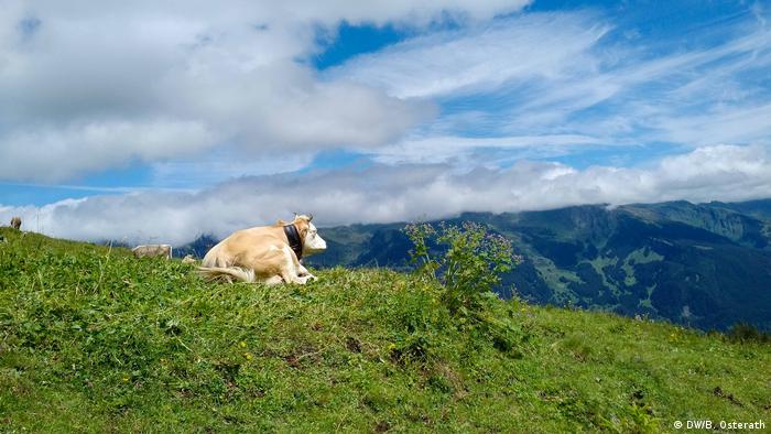 Корови у Швейцарії в середньому почуваються краще, ніж у сусідніх країнах