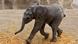 Mexiko | Puebla | Hoop ist ein Afrikanisches Elefantenkalb in der Africam Safari Mexiko | Puebla | Hoop ist ein Afrikanisches Elefantenkalb in der Africam Safari