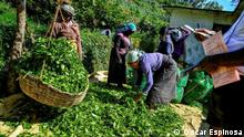 Tamilische Frauen bei der Teeernte in Sri Lanka
Fotograf: Oscar Espinosa