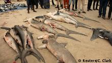 An array of dead sharks including hammerheads, silky sharks and dusky sharks are laid out on the Songolo Beach, Pointe-Noire, Congo Republic November 14, 2019. Picture taken November 14, 2019. TRAFFIC and Longshot Productions/Shaun Swingler/Handout via REUTERS ATTENTION EDITORS - THIS IMAGE HAS BEEN SUPPLIED BY A THIRD PARTY. NO RESALES. NO ARCHIVES Hintergrund: https://bit.ly/3kXbvHd