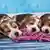 Haustiere | Schlafende Beagle Welpen | Symbolbild
