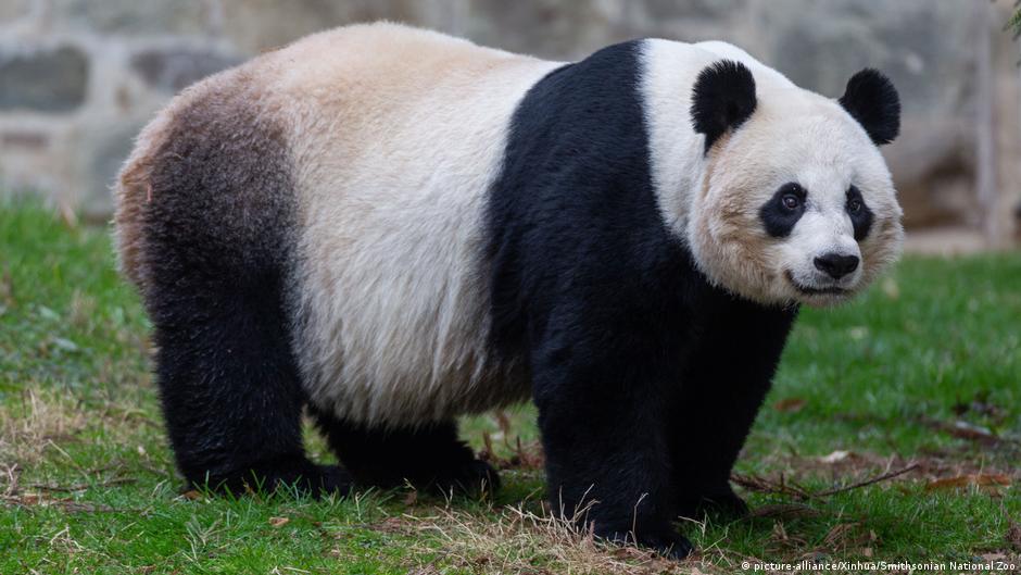 雌性大熊貓美香（2020年資料照片）