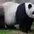雌性大熊猫美香（2020年资料照片）