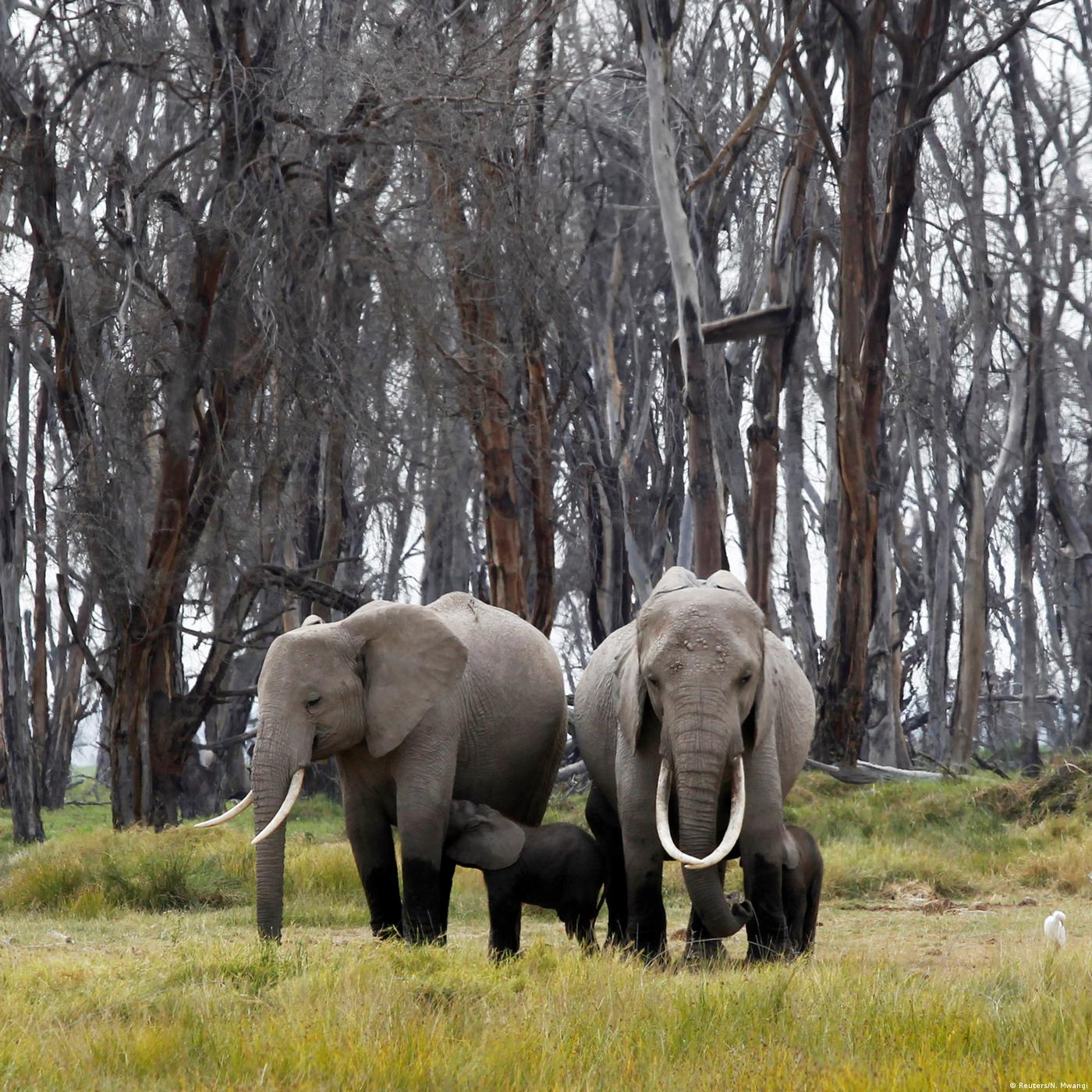 Living Planet: Creatures great and small