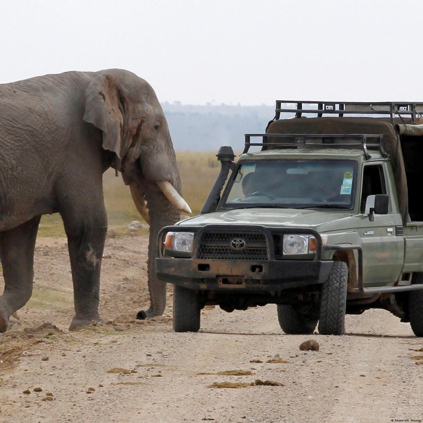 Living Planet: Elephants and dingos and bears (oh my!)