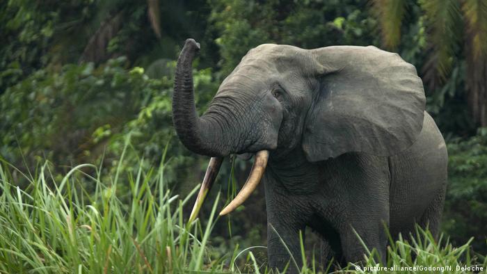 An African forest elephant in the Republic of the Congo