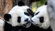 El nacimiento de pandas en Tokio recuerda al de Pit y Paule, que actualmente viven en el zoológico de Berlín El nacimiento de pandas en Tokio recuerda al de Pit y Paule, que actualmente viven en el zoológico de Berlín