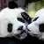 El nacimiento de pandas en Tokio recuerda al de Pit y Paule, que actualmente viven en el zoológico de Berlín