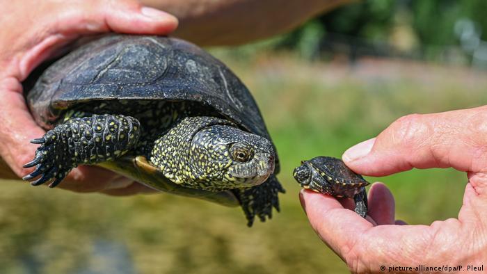 Европейские болотные черепахи - взрослая и вылупившаяся всего несколько недель назад 