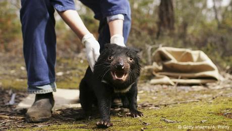 Australien Tasmanische Teufel Krankheit Krebs