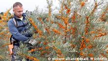 27.08.2020, Mecklenburg-Vorpommern, Alt Steinhorst: Matheusz Kucharczyk ist auf Gut Schneebecke bei der Sanddorn-Ernte, bei der die Zweige mit den Früchten abgeschnitten werden, um die Beeren später von den Zweigen zu trennen. Die Sanddornernte auf den 70 Hektar großen Flächen hat begonnen, das rätselhafte Sanddornsterben hat sich jedoch weiter ausgebreitet. Auf Gut Schneebecke rechnet man mit Ernteausfällen von 40 bis 50 Prozent. Foto: Bernd Wüstneck/dpa-Zentralbild/dpa | Verwendung weltweit