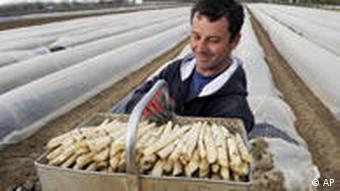 An Eastern European worker holding a basket full of asparagus