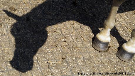 Pferdeschatten auf Pflastersteinen, man sieht die Hufe. 