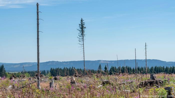 El escarabajo de la corteza afecta a los bosques alemanes.