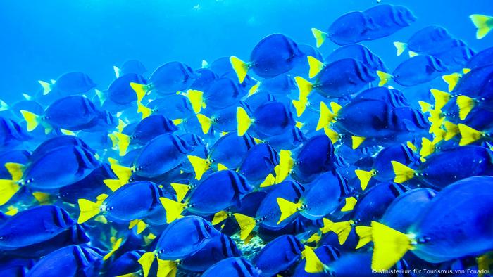 Peces. | Biodiversität in Ecuador (Ministerium für Tourismus von Ecuador)