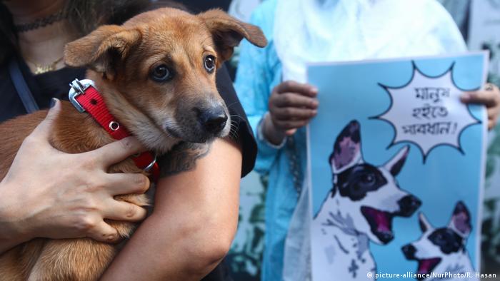Bangladesch Protest von Tierschützern gegen Pläne mit Straßenhunden