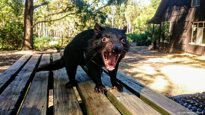 Demonio de Tasmania en el Santuario de Vida Silvestre de Trowunna, Australia.