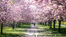 Die japanische TV-Asahi-Kirschblütenallee am 24. April 2020 auf der Grenze von Berlin und Brandenburg bei Teltow.
Passanten in der Kirschblütenalle | Verwendung weltweit