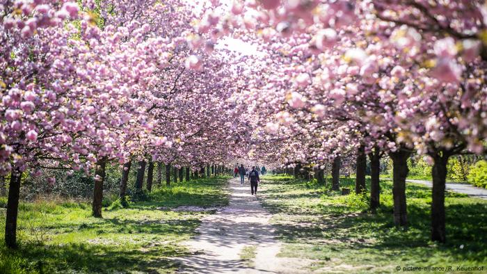 Unos 2.000 cerezos florecen cada primavera entre los barrios berlineses de Lichterfelde Süd y la ciudad de Teltow. Quien pasea por aquí en esa época, se siente transportado a Japón. Y esa sensación no se aleja del origen de este espectáculo visual: una cadena televisiva japonesa llamó a donar dinero tras la caída del Muro de Berlín, en 1989. Con el dinero, se plantaron estos árboles. 