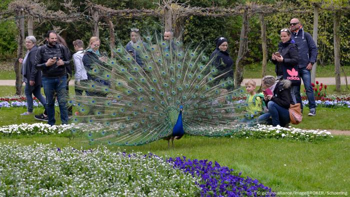No lejos del Wannsee, encontramos más naturaleza sorprendente en la isla de los pavos, en el río Havel. Allí viven pavos reales en libertad. El lugar es patrimonio de la humanidad de la UNESCO y es ideal para hacer una excursión. 