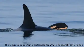 Orca-Wale Mutter mit Jungtier