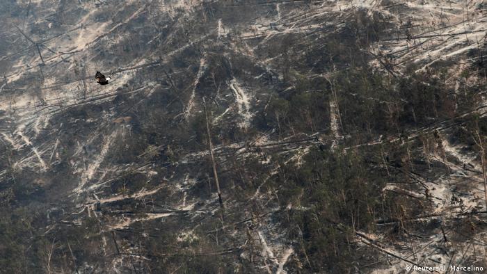 Brasilien | Amazonas-Regenwald Rettung von Tieren nach Bränden